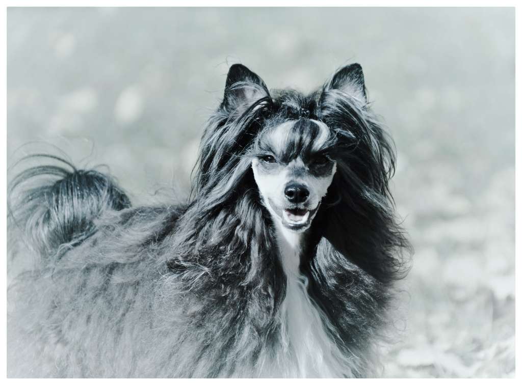 Xpose Black Trouble Diamond Place