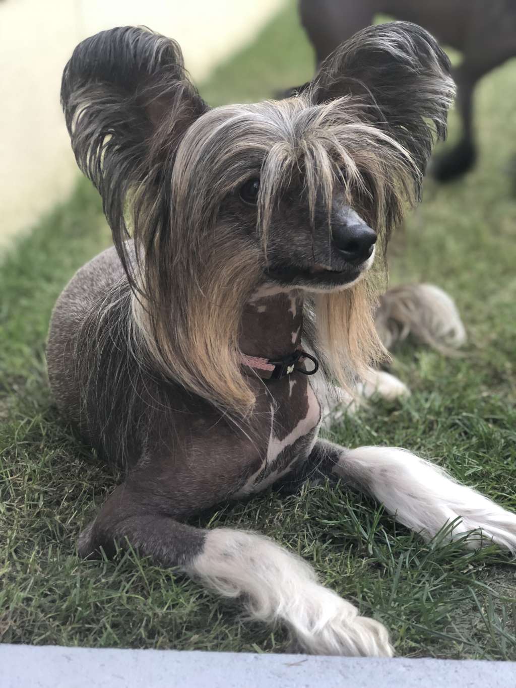 Iona de la Palomba Bianca