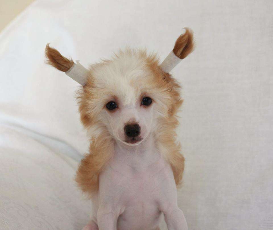 Brianna Zlata Viktoria