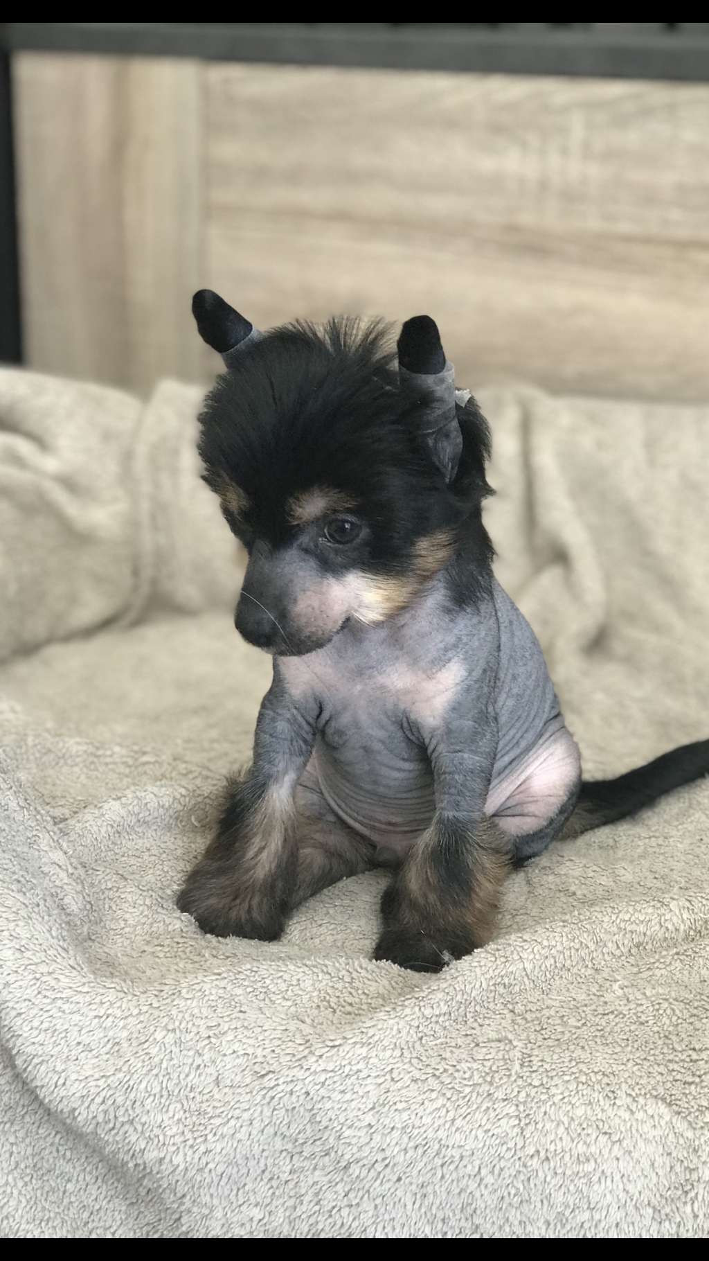 O Neil Du Royaume d Arès