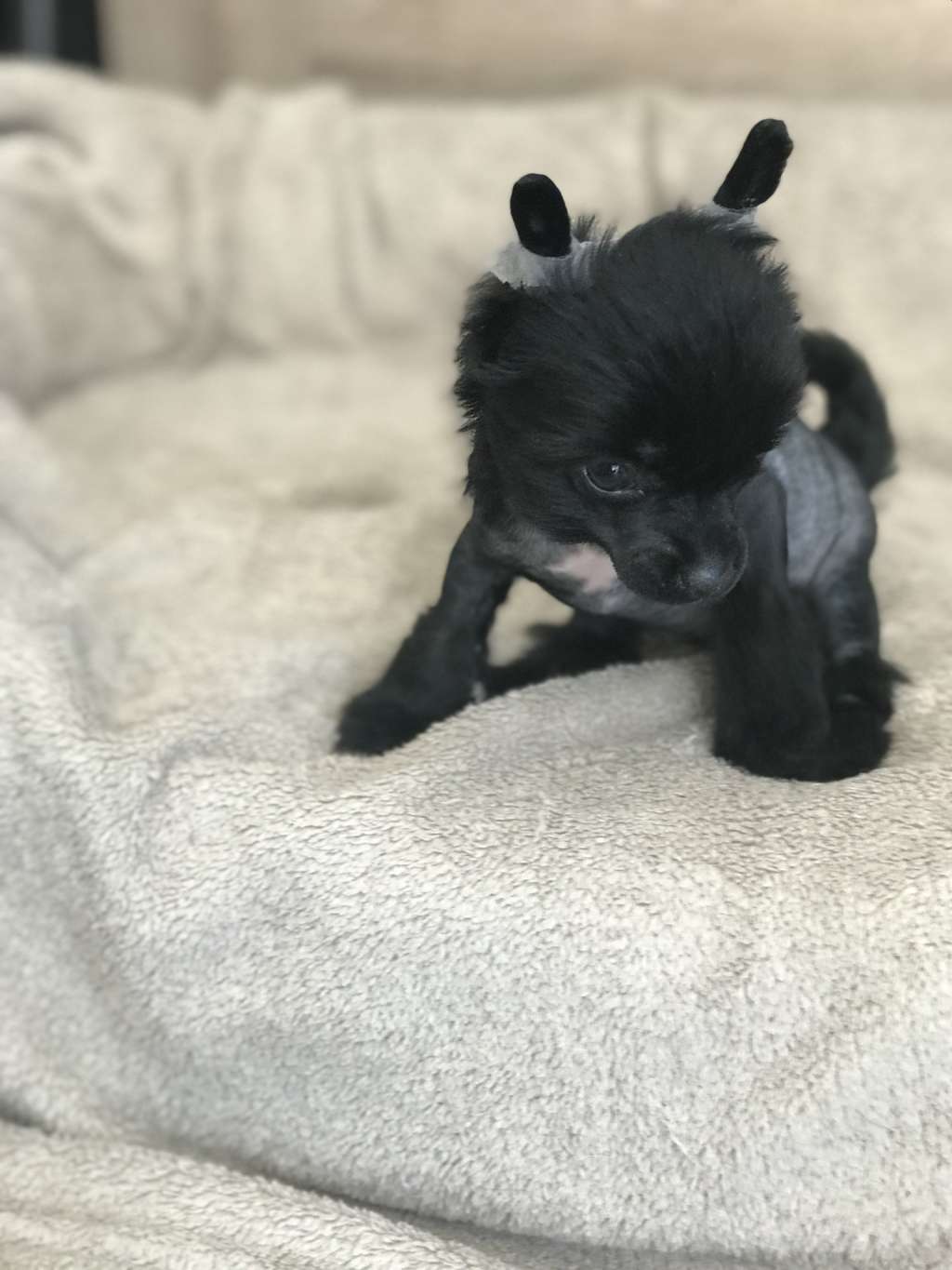 Olympe Du Royaume d Arès