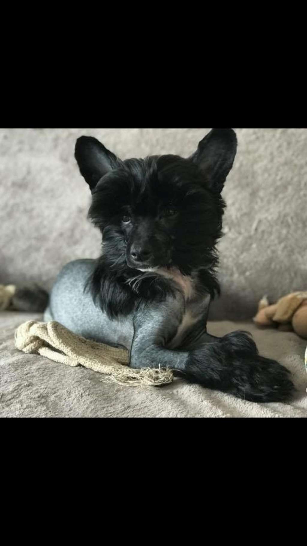 Norton Du Royaume d Arès