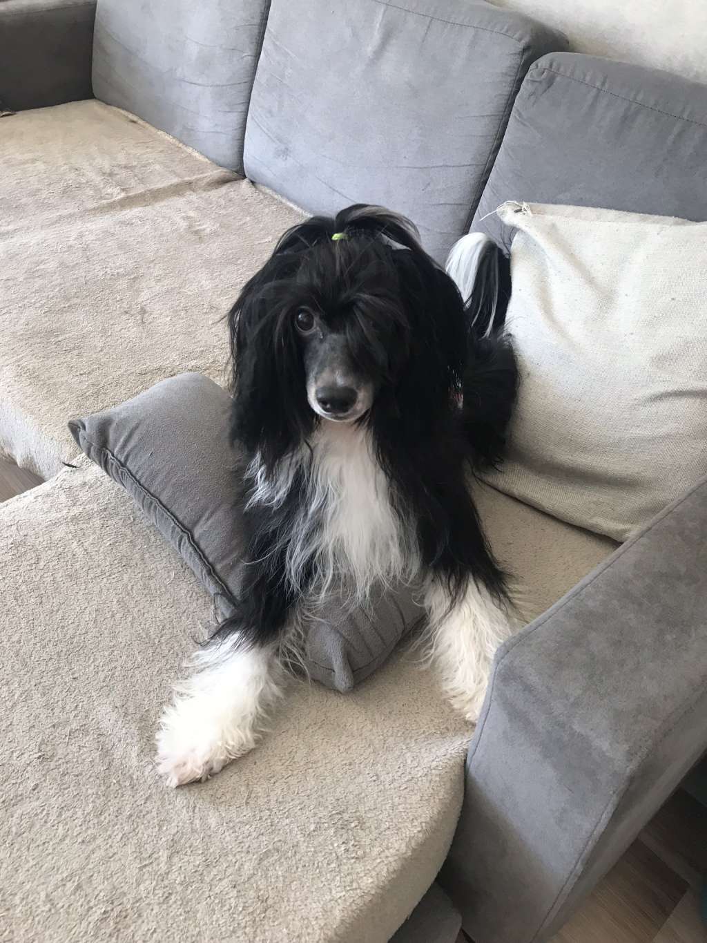 N Pedro Du Royaume d Arès