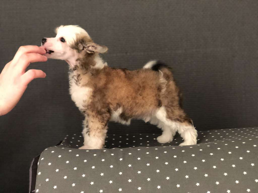 Speechless In It To Win It