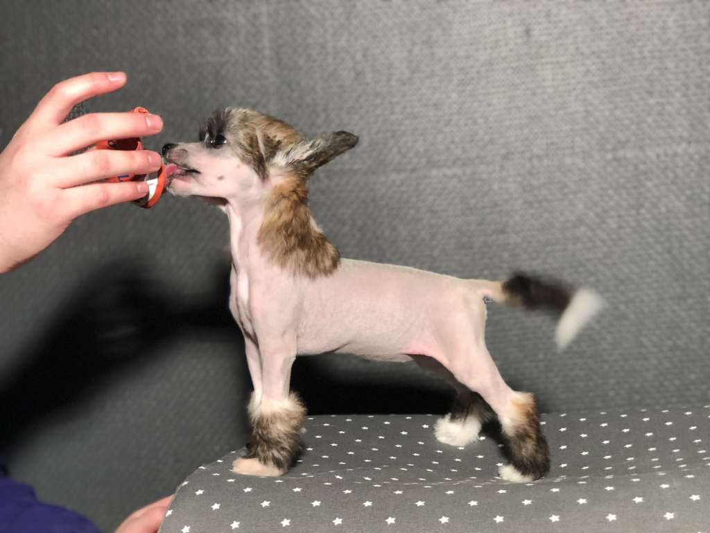 Speechless All In For Victory