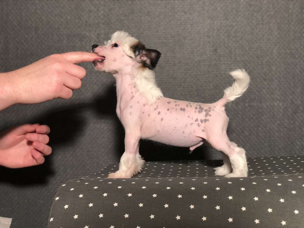 Speechless Winner Is Koming