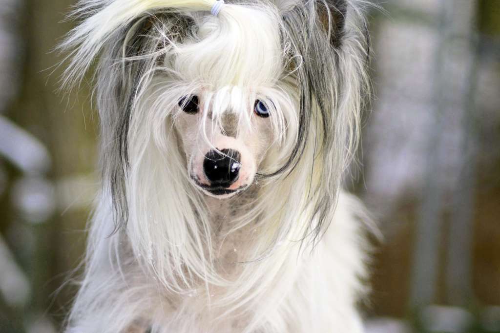 Hundtassens Wolverine