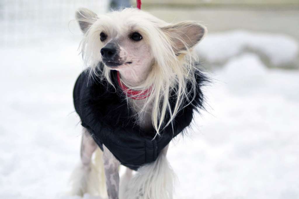 Hundtassens Shall we Dance