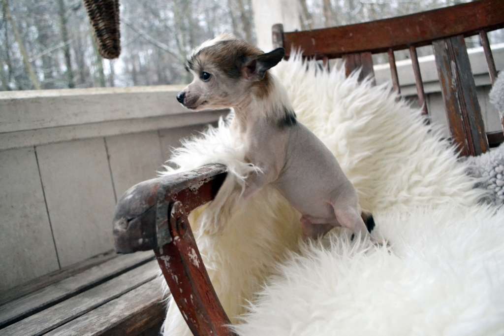 Hundtassens Cry Baby