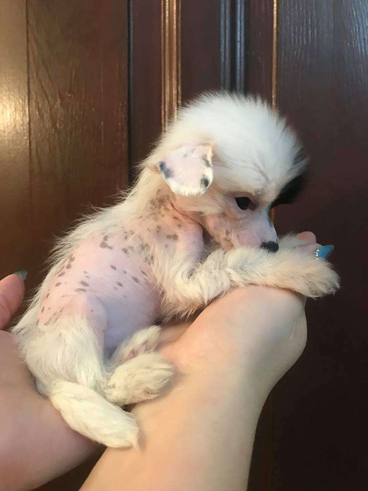 Fundoklia-völgyi Kaszanics Firenze