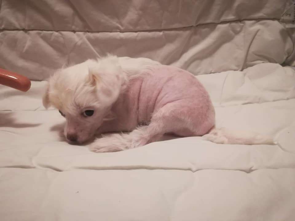 Magic'N Mystic Unicorns And Fairydust