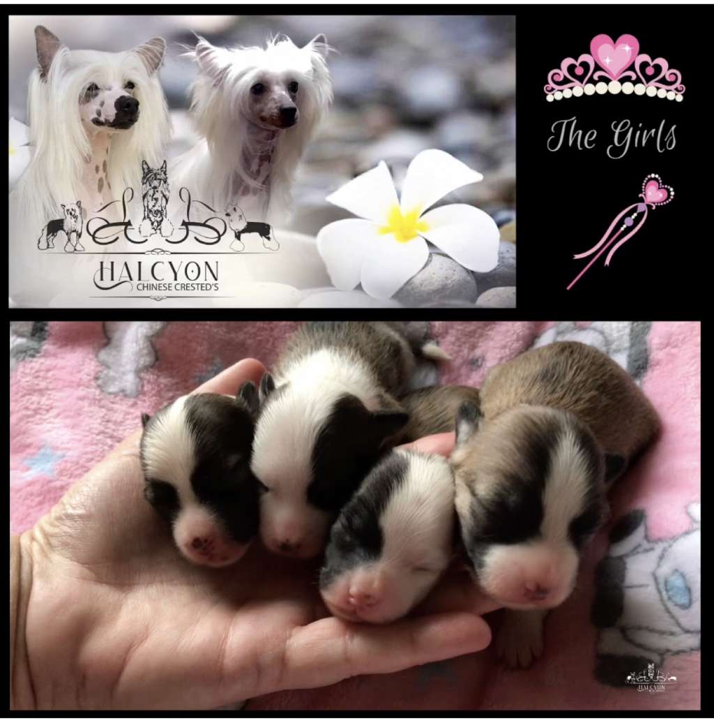 Halcyon Madam Pomfrey