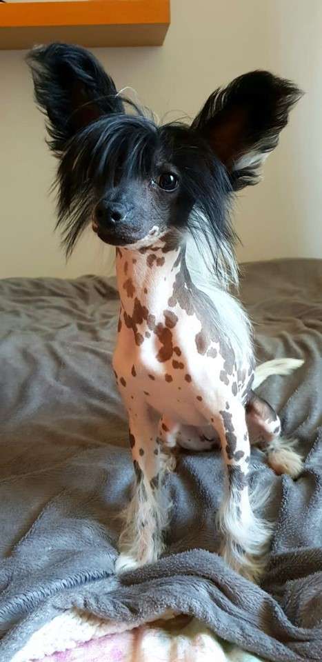 Fundoklia-völgyi Kaszanics Casablanca