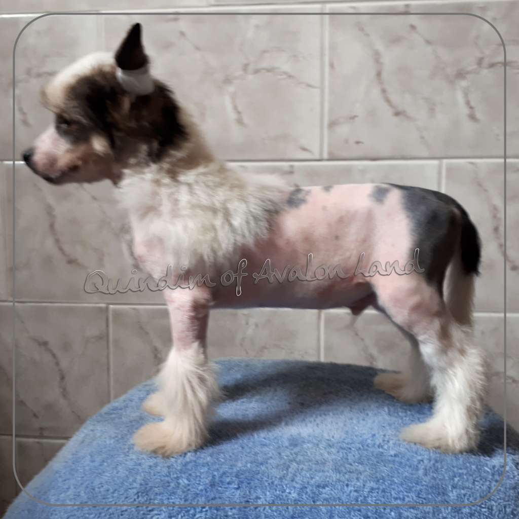 Quindim Hl of Avalon Land