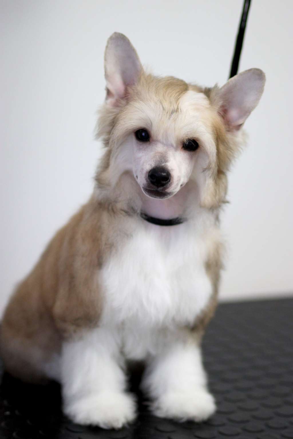 I Want You Pretensja