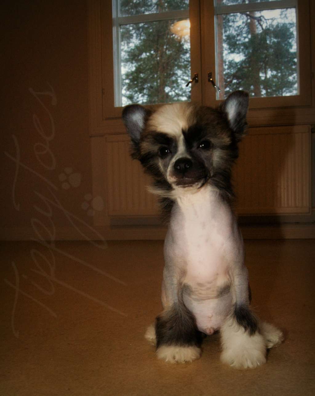 Tippytoes Good Soul In My Feet