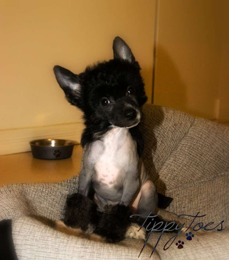 Tippytoes Miss Universum