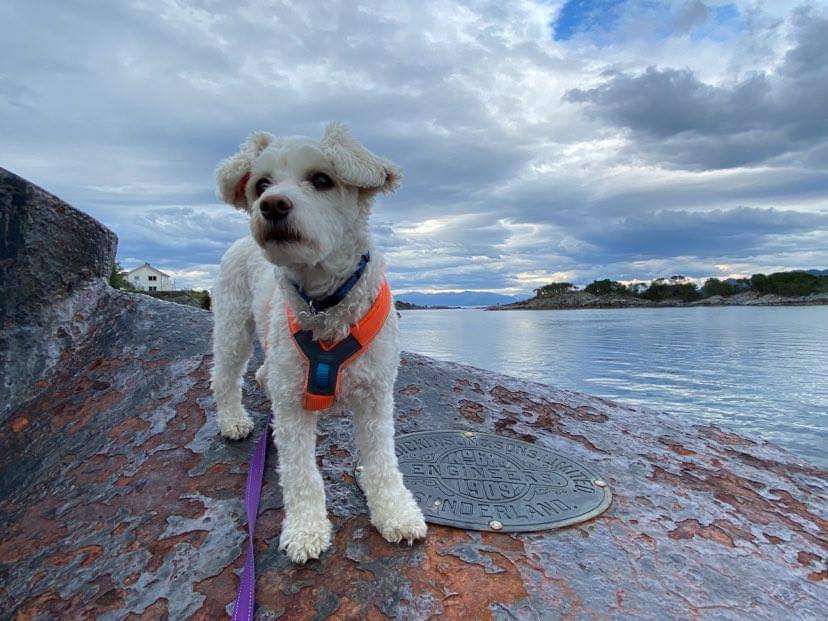 Girls Girls Golden Eye