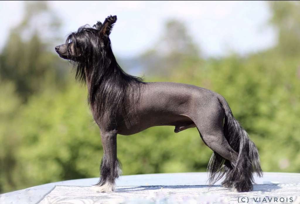 Narnian Prince Winning Smile