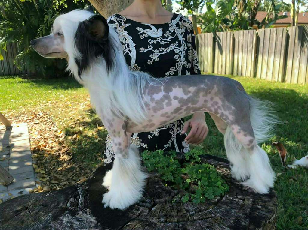 Zhen's Champagne Wishes