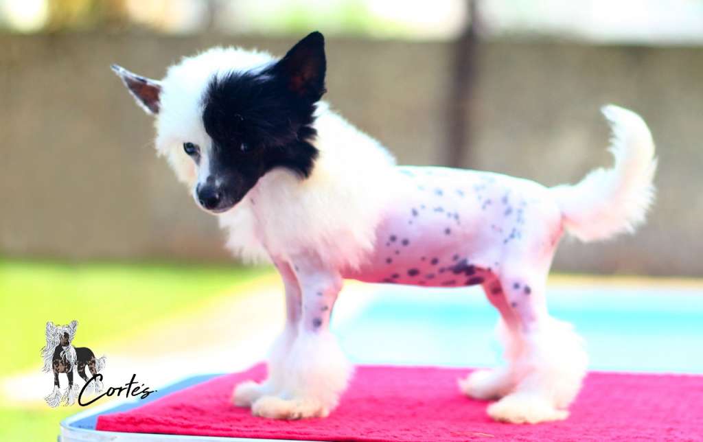 Cruela De Vil (Cortes)