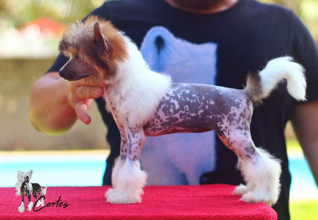 Emma Big Show (Cortes)