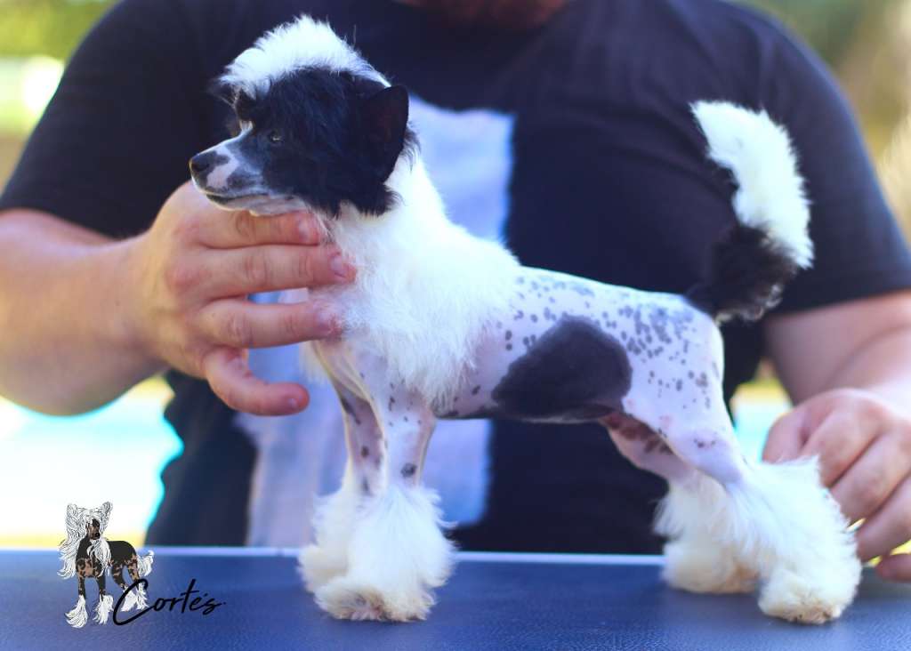 Merida Do It (Cortes)