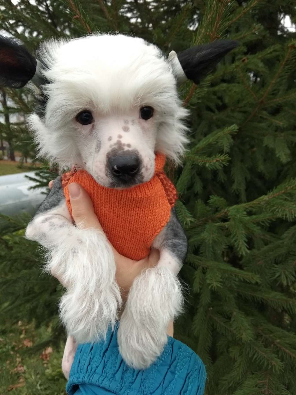 Sky Miracle Black-Lucky