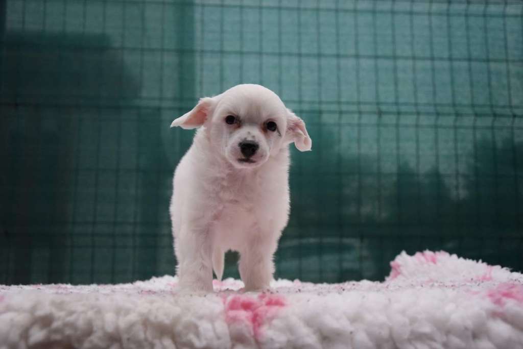 Chicavallo After Eight