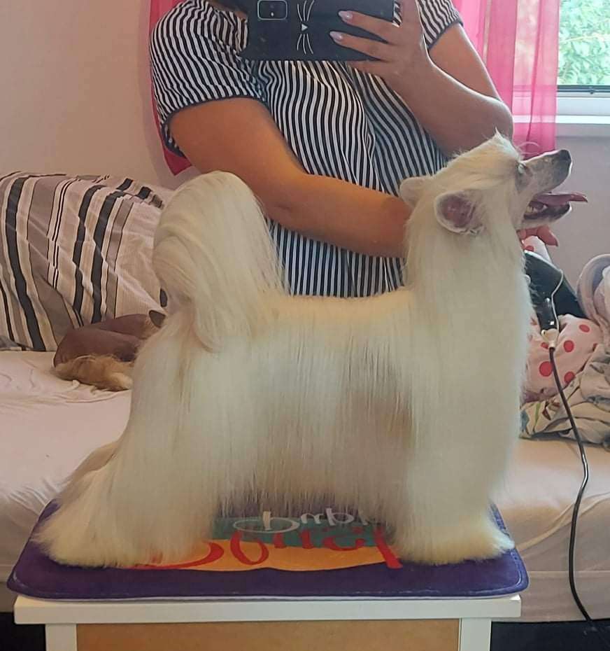 Eldorado iz Sozvezdiya Khana