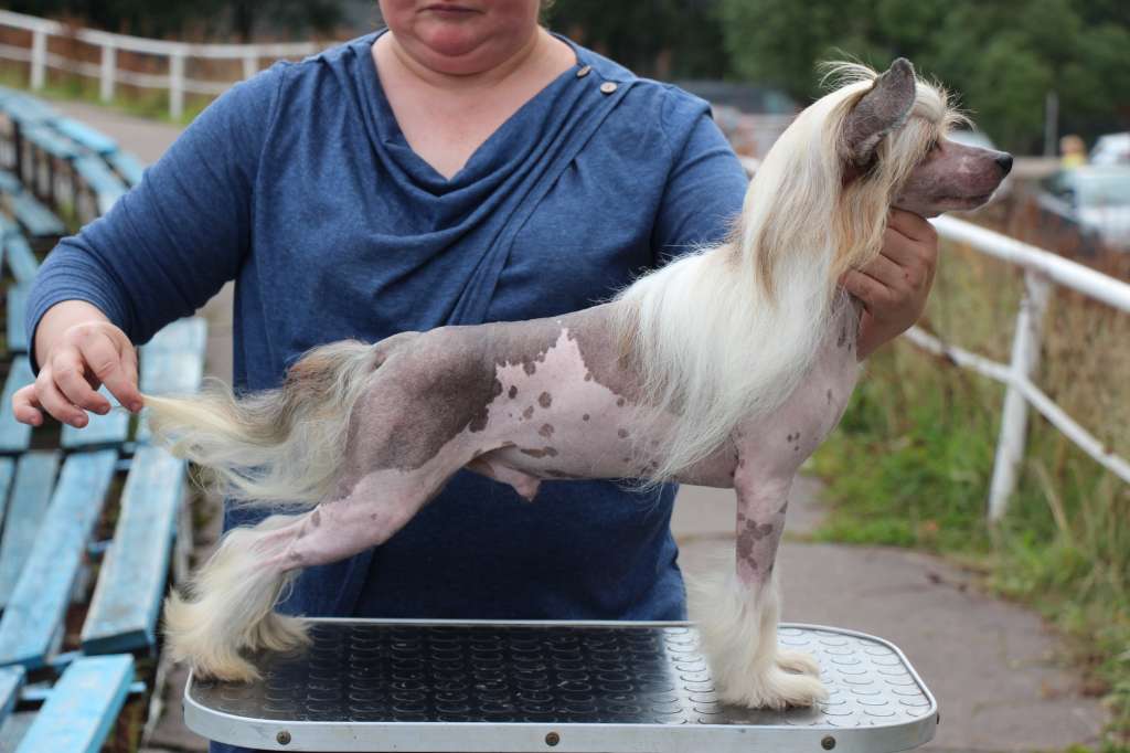 Bella Constanta Chak chak