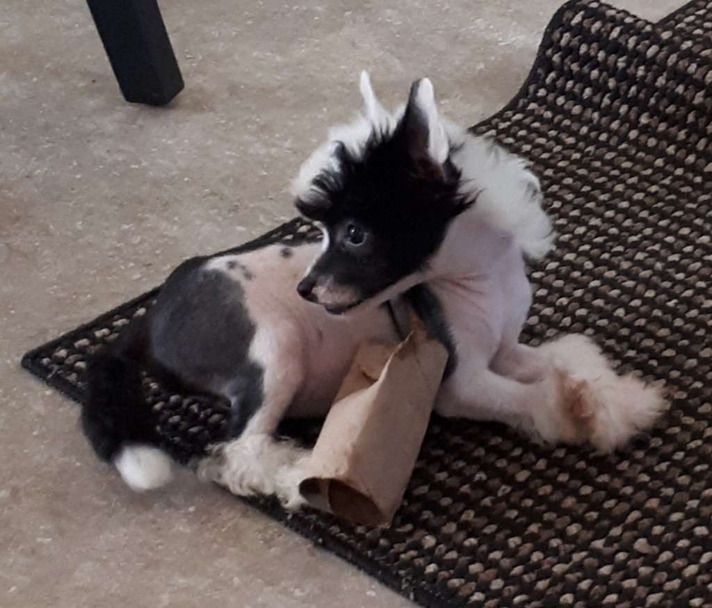 Sun Dan Vogue Rewiew