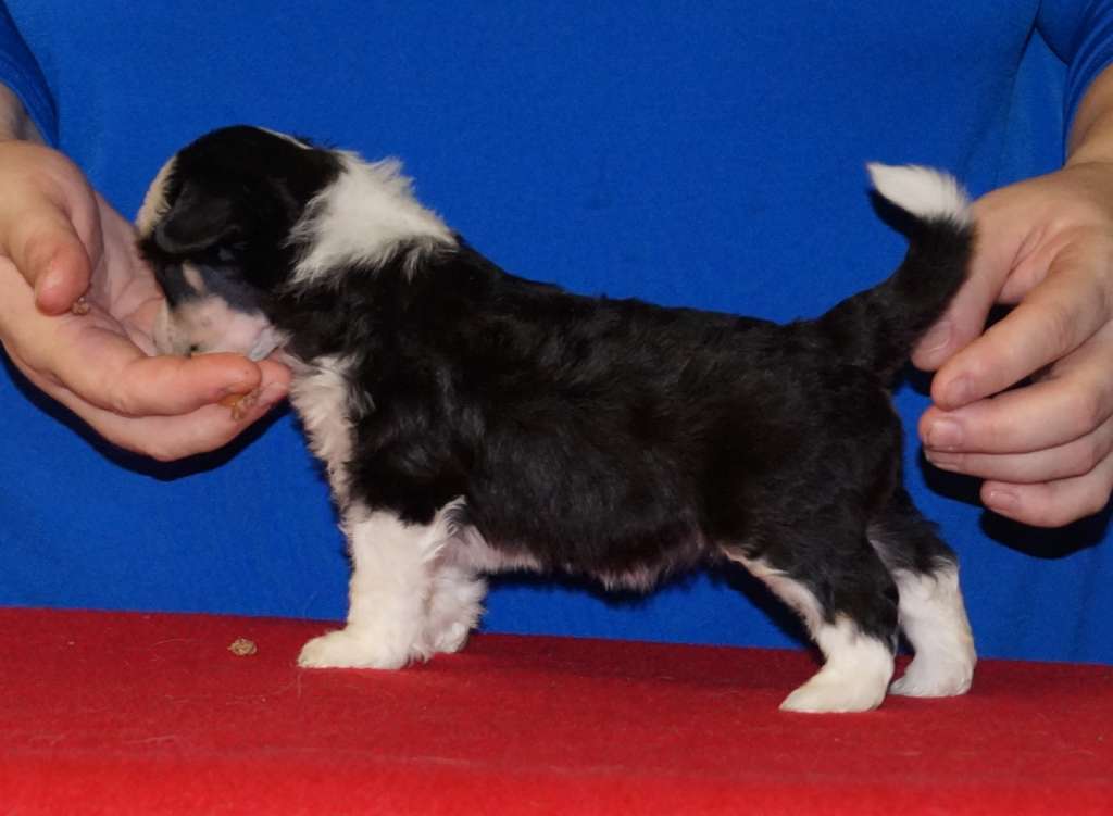 Sun Dan Victoria's Secret