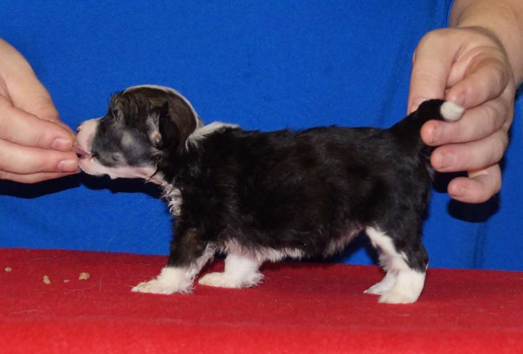 Sun Dan Wonder Woman