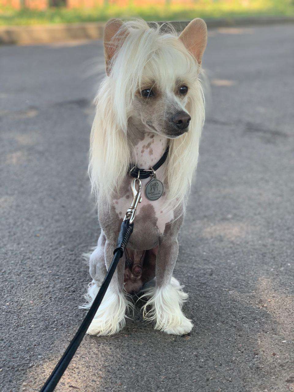 Izabel Crystals Born To Win