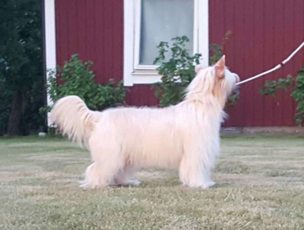 Izabel Crystals Beautifyll Princess