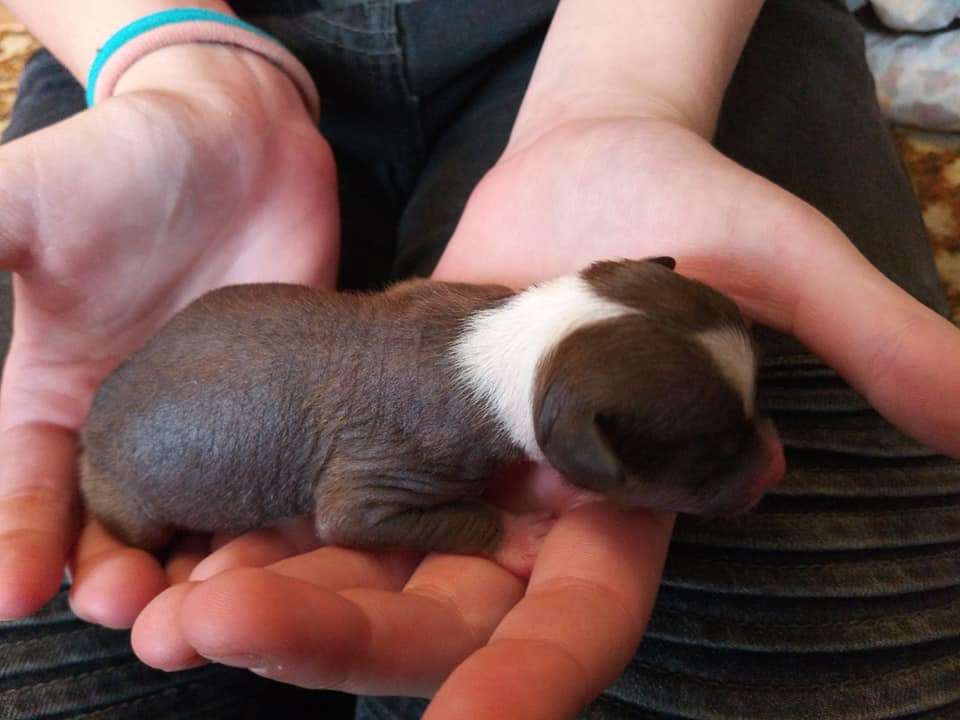 Charlie z Jestrebiho kralovstvi