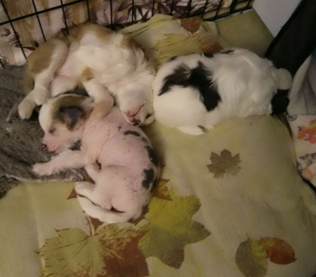 Ul'rik Vincent Iz Strani Cvetov