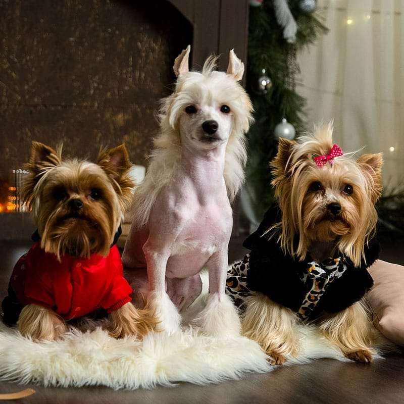 New Gucci Winning Smile