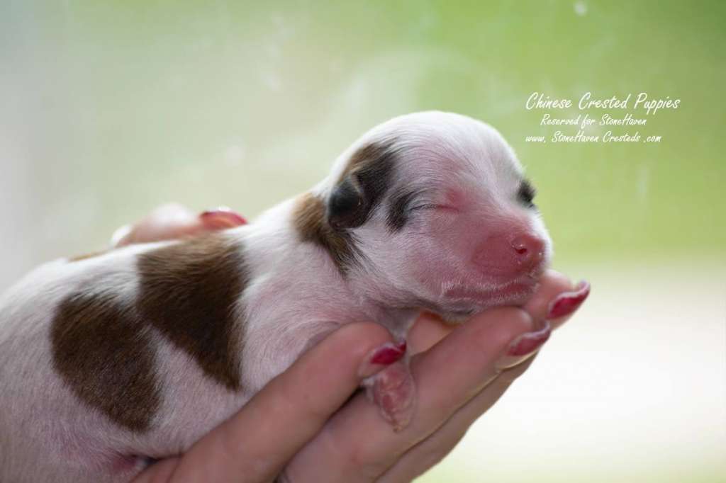 Shk9's Song Of The Siren