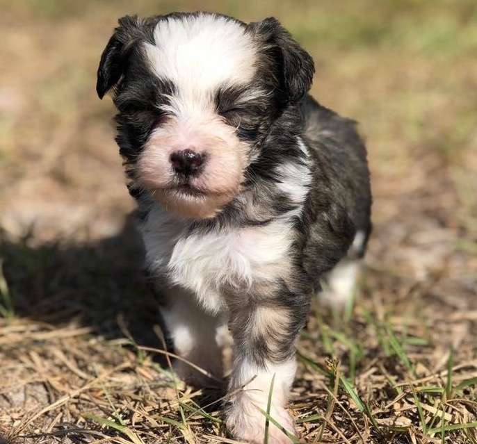 SHK9'S Fishing Flounder
