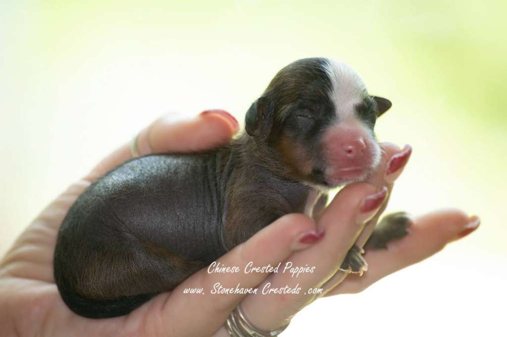 Shk9's Walk On Miss Ariel