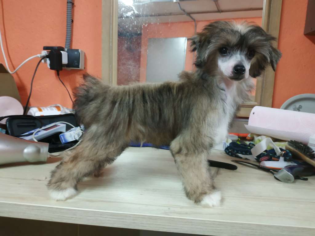 Magnus Staff Amadeus