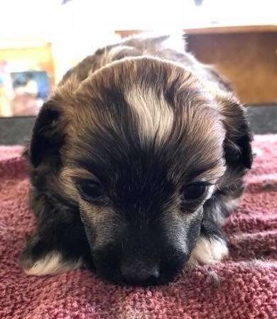 HyKrest Buford T. Justice