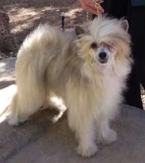 HyKrest Hippidi Hoppidi Boo To Artemisia