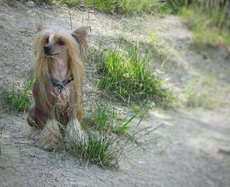 Isabel Marant Poarott