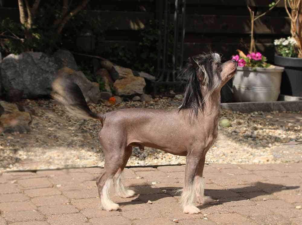 Xhilerate Boy  Diamond Place