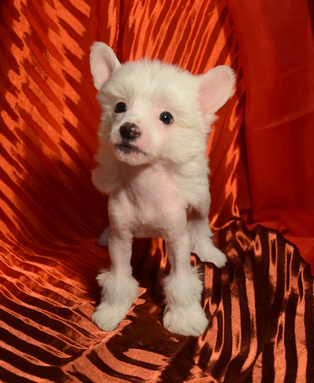 Sky Miracle Akiko Angel Eyes