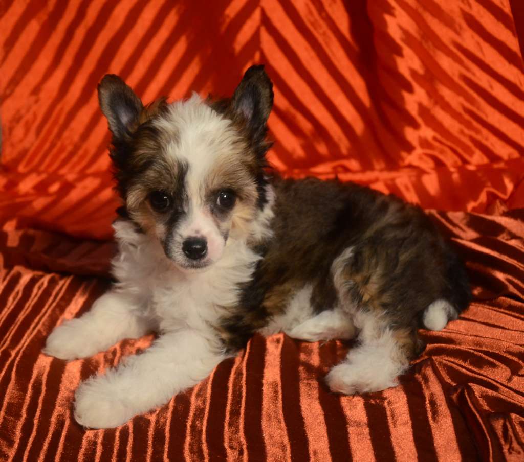 Sky Miracle Assol Scarlet Heart