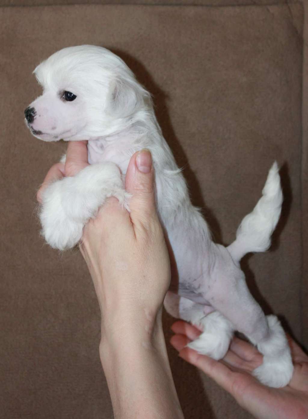 Baltiyskaia Krasavica